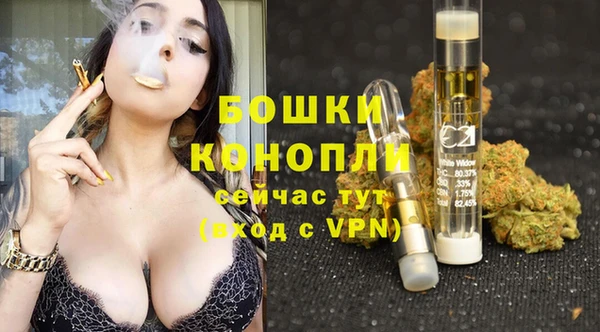 прущие грибы Каменногорск